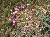 Cubania - Saponaria_sicula_20100711 005.jpg